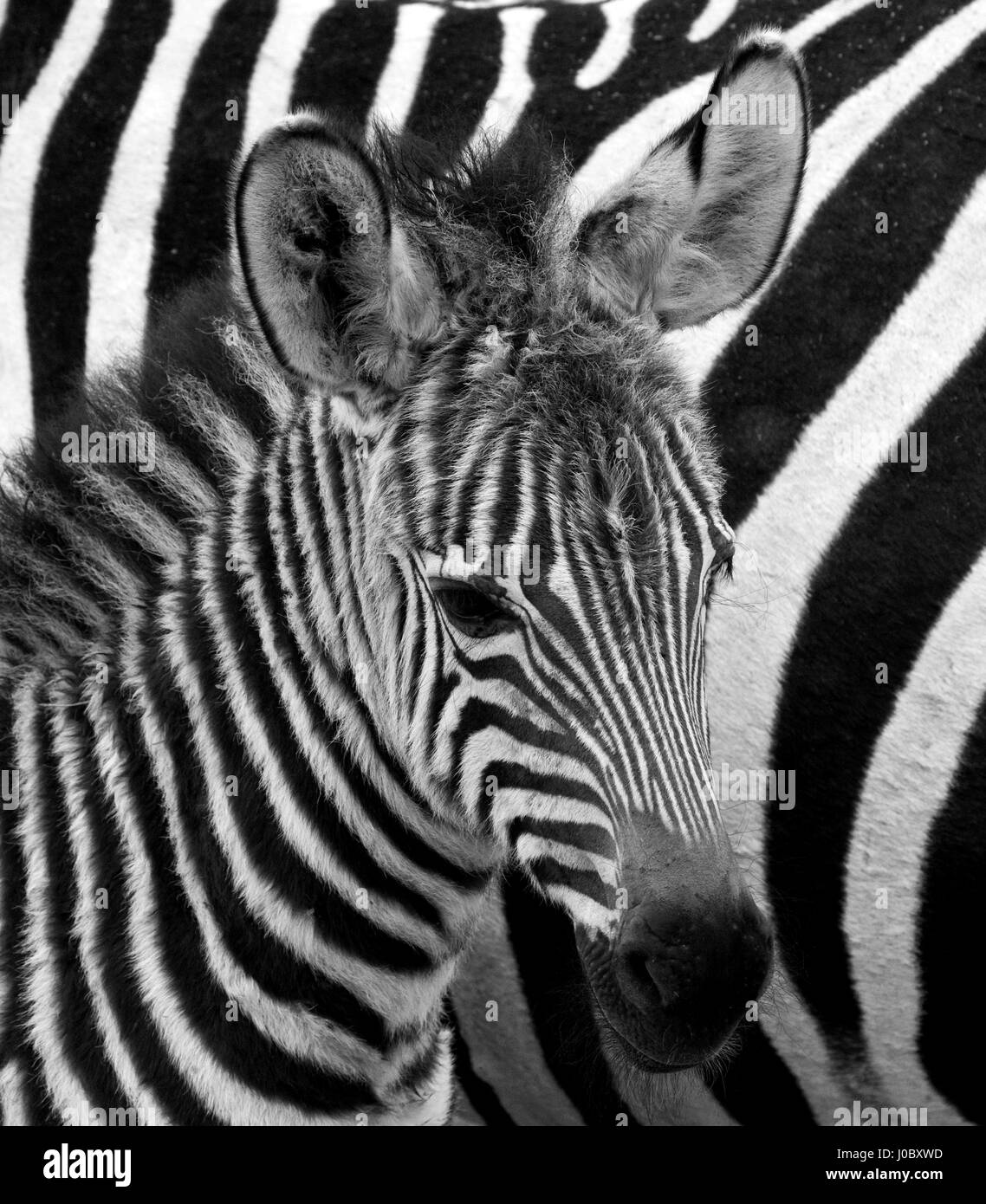 Portrait of a zebra. Close-up. Kenya. Tanzania. National Park. Serengeti. Maasai Mara. Stock Photo