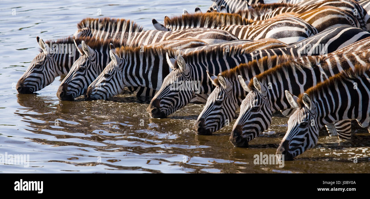 Group of zebras drinking water from the river. Kenya. Tanzania. National Park. Serengeti. Maasai Mara. An excellent illustration. Stock Photo