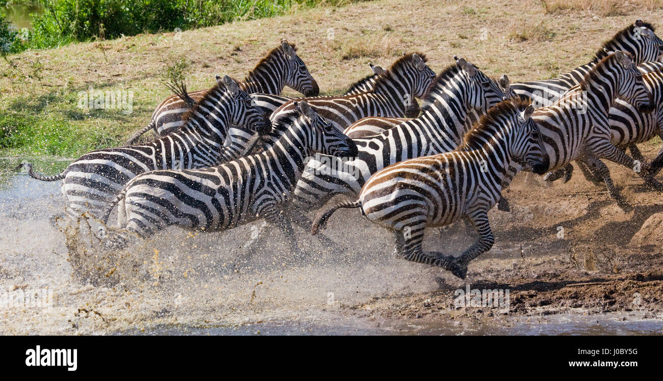 Zebras running hi-res stock photography and images - Page 9 - Alamy, image size:1300x748