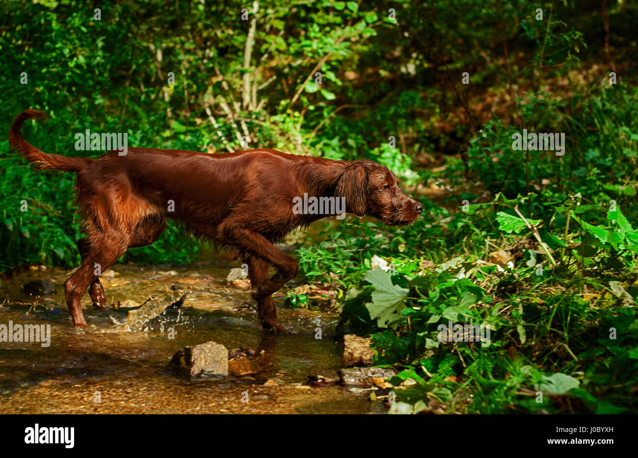 Young Irish Setter pointing in search of pray. Picture taken during training. Stock Photo
