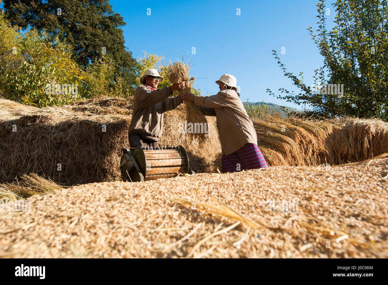 Farmers remove grains of rice using a manually powered threshing machine in Paro District, Bhutan, Asia Stock Photo
