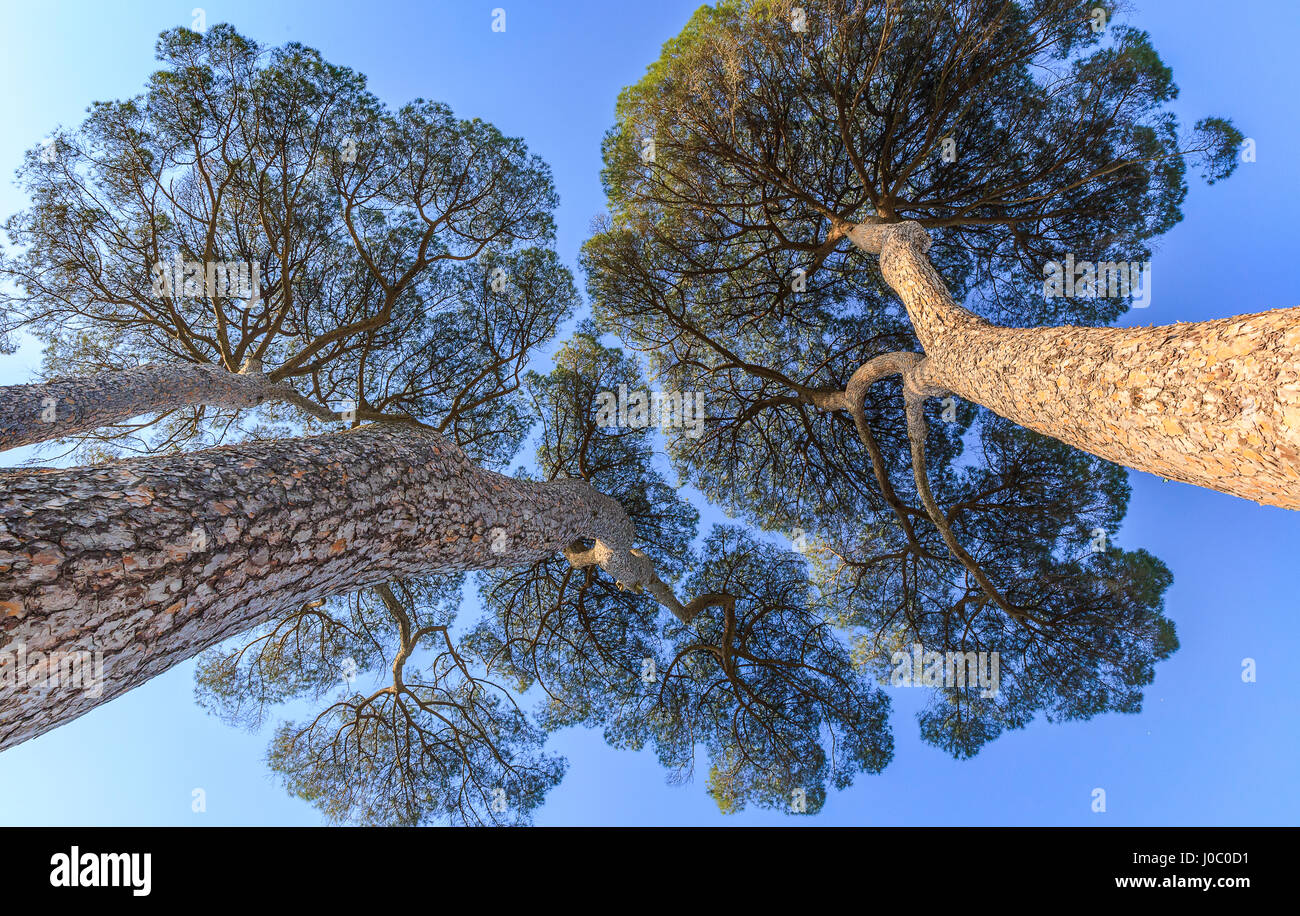 Pinus pinea growing on the territory of Italy Stock Photo