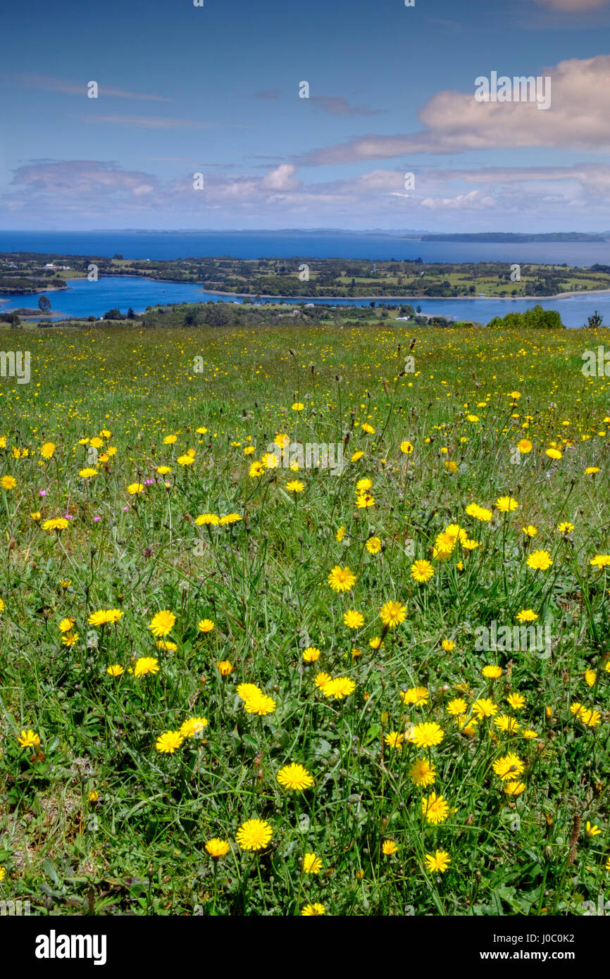 Wild meadowlands on Chiloe Island, Patagonia, Chile Stock Photo