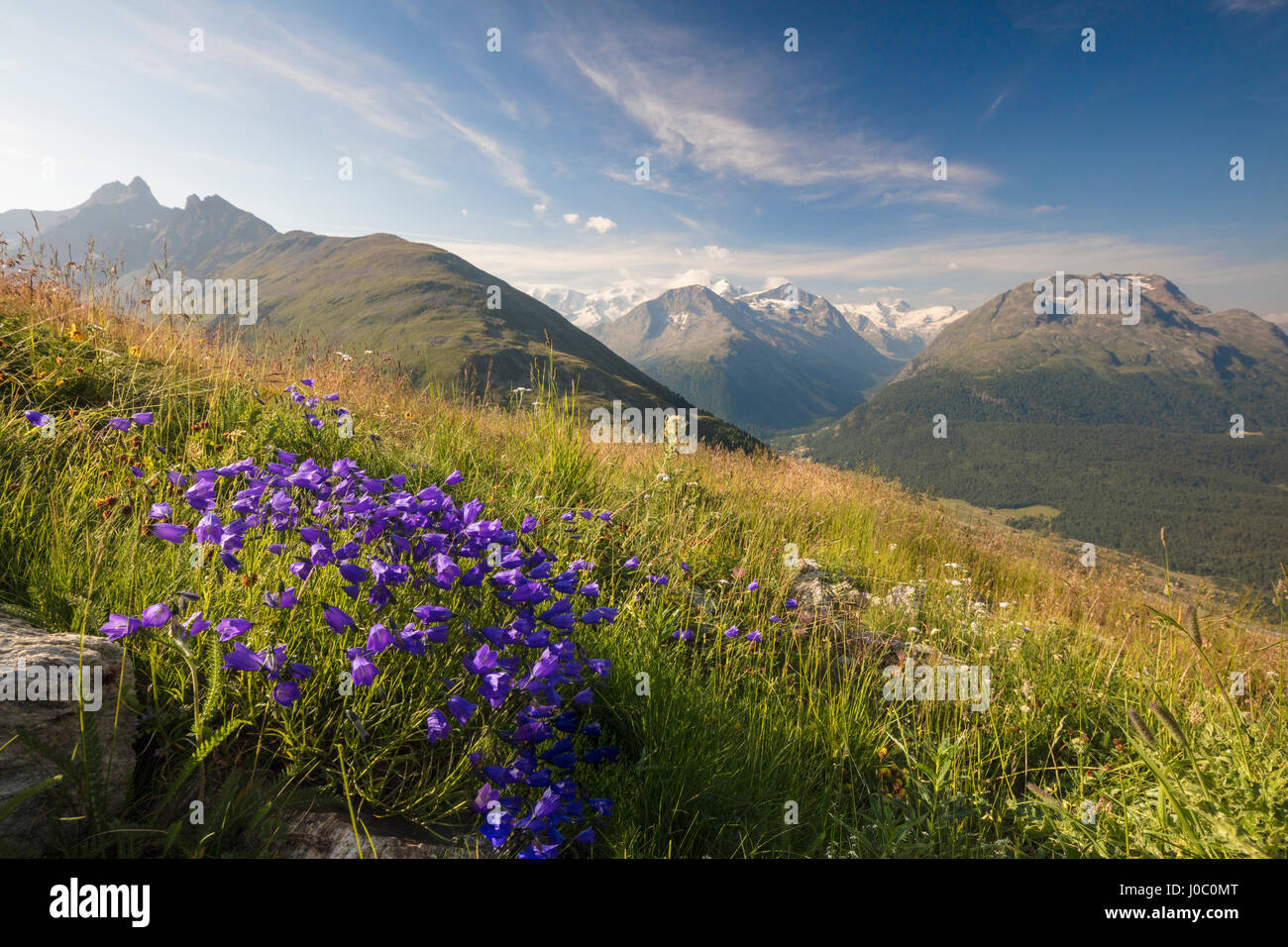 Green meadows and flowers frame the high peaks, Muottas Muragl, Samedan, Canton of Graubunden, Engadine, Switzerland Stock Photo