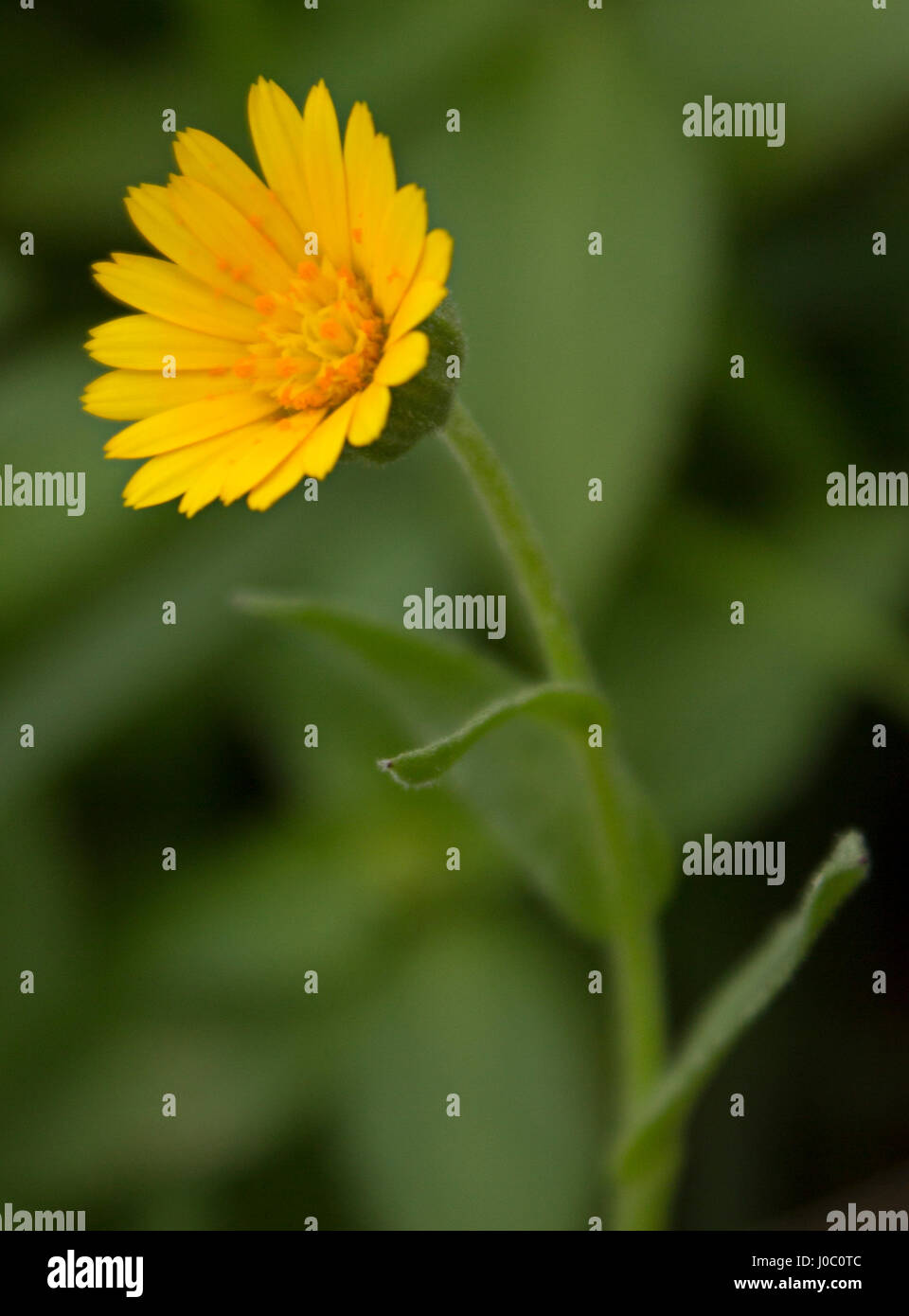 Macro image of a Field Marigold (Calendula arvensis) Stock Photo