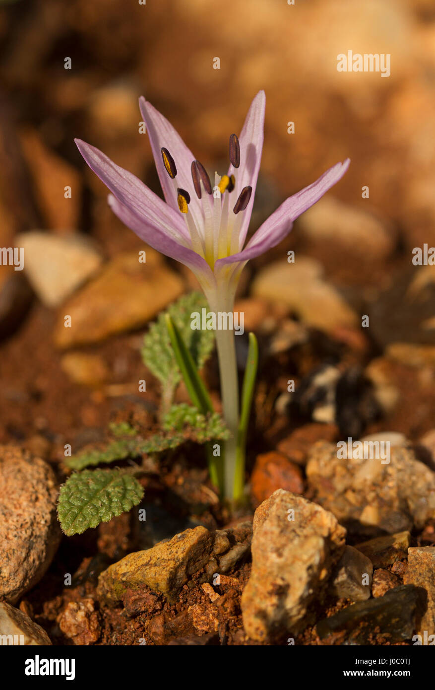 Macro image of Colchicum cupanii, Greece Stock Photo