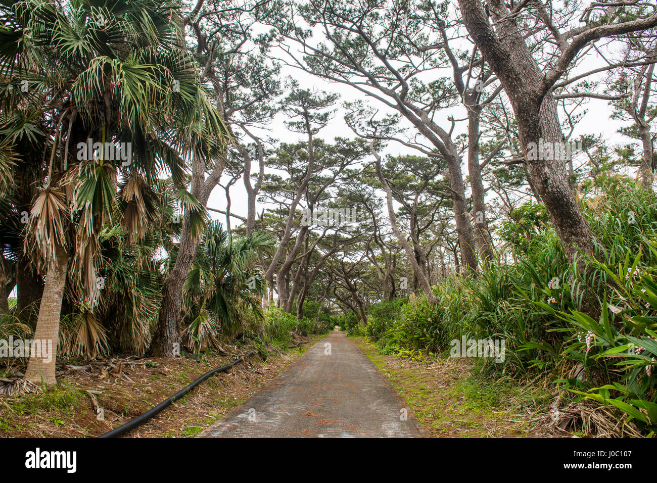 Beautiful road with trees on both sides, Minami Daito, Daito Islands, Japan, Asia Stock Photo