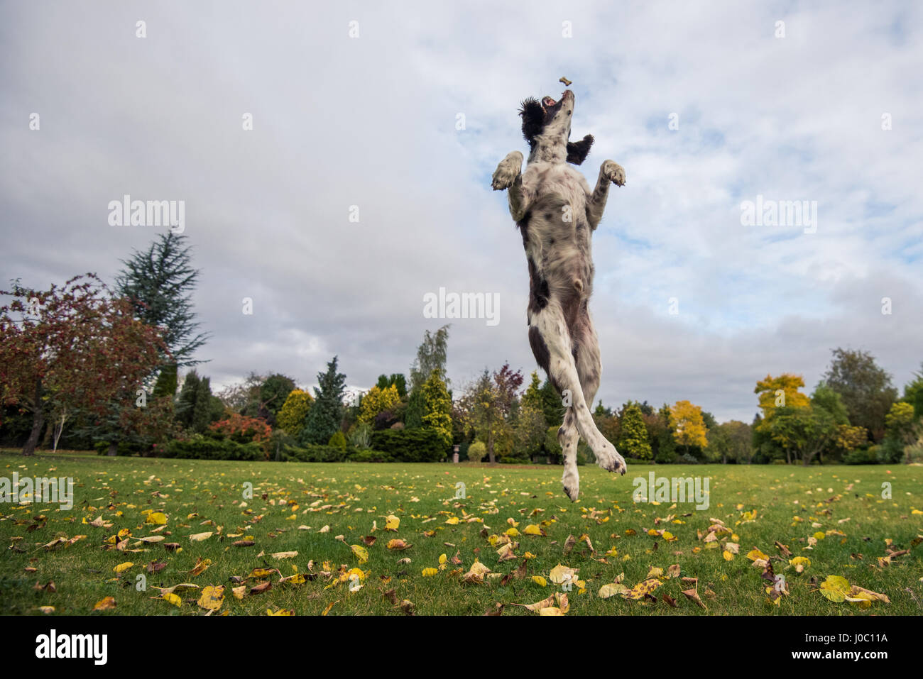 Springer Spaniel leaping for treat, UK Stock Photo