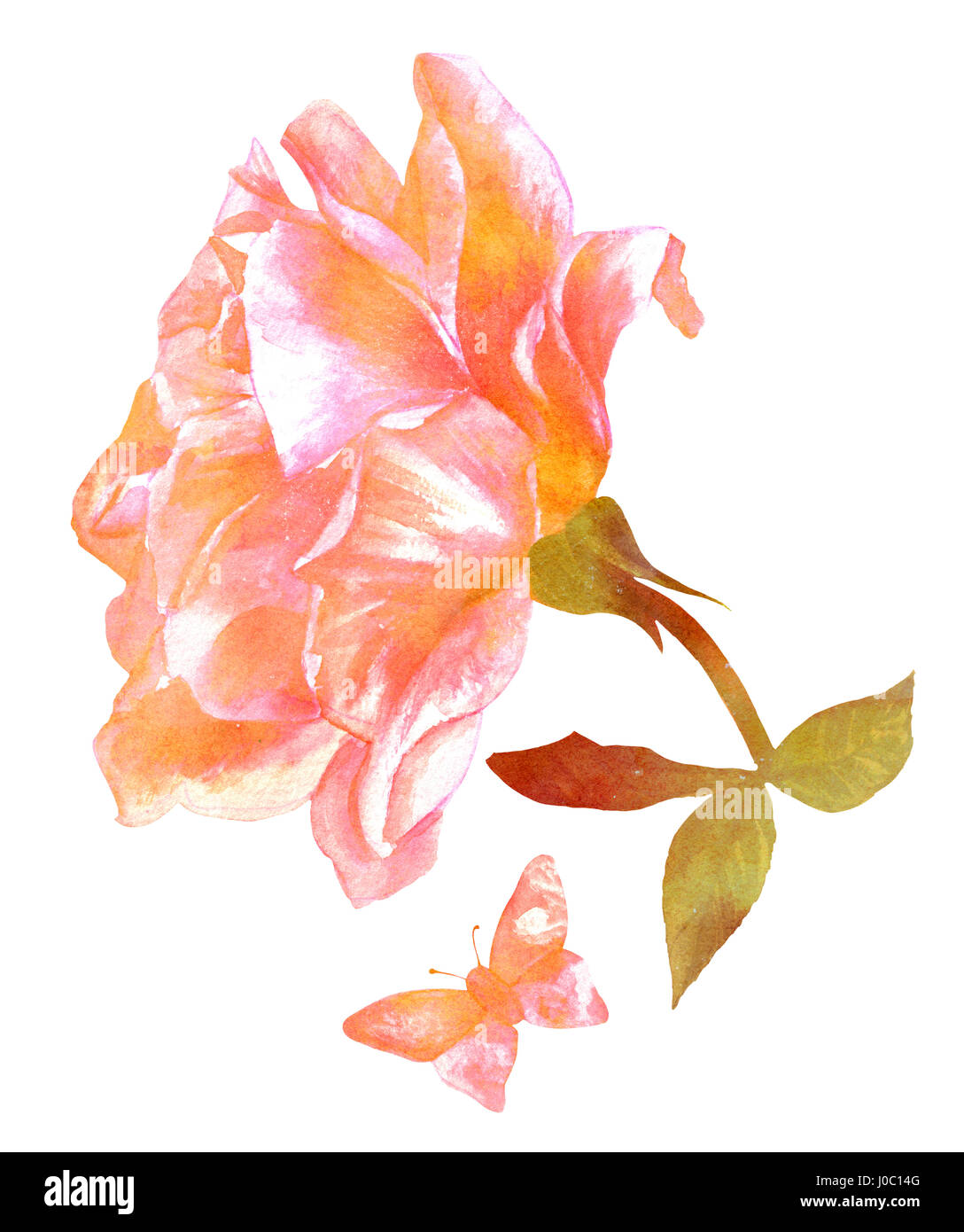 Pink and golden toned rose flower with butterfly watercolor drawing ...