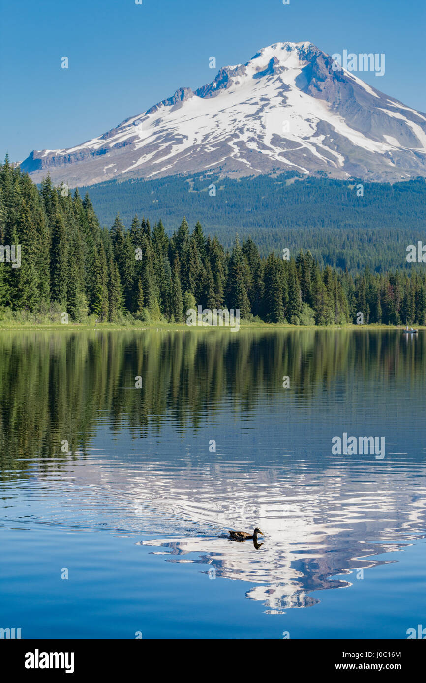 Mount Hood, part of the Cascade Range, perfectly reflected in the still waters of Trillium Lake, Oregon, USA Stock Photo