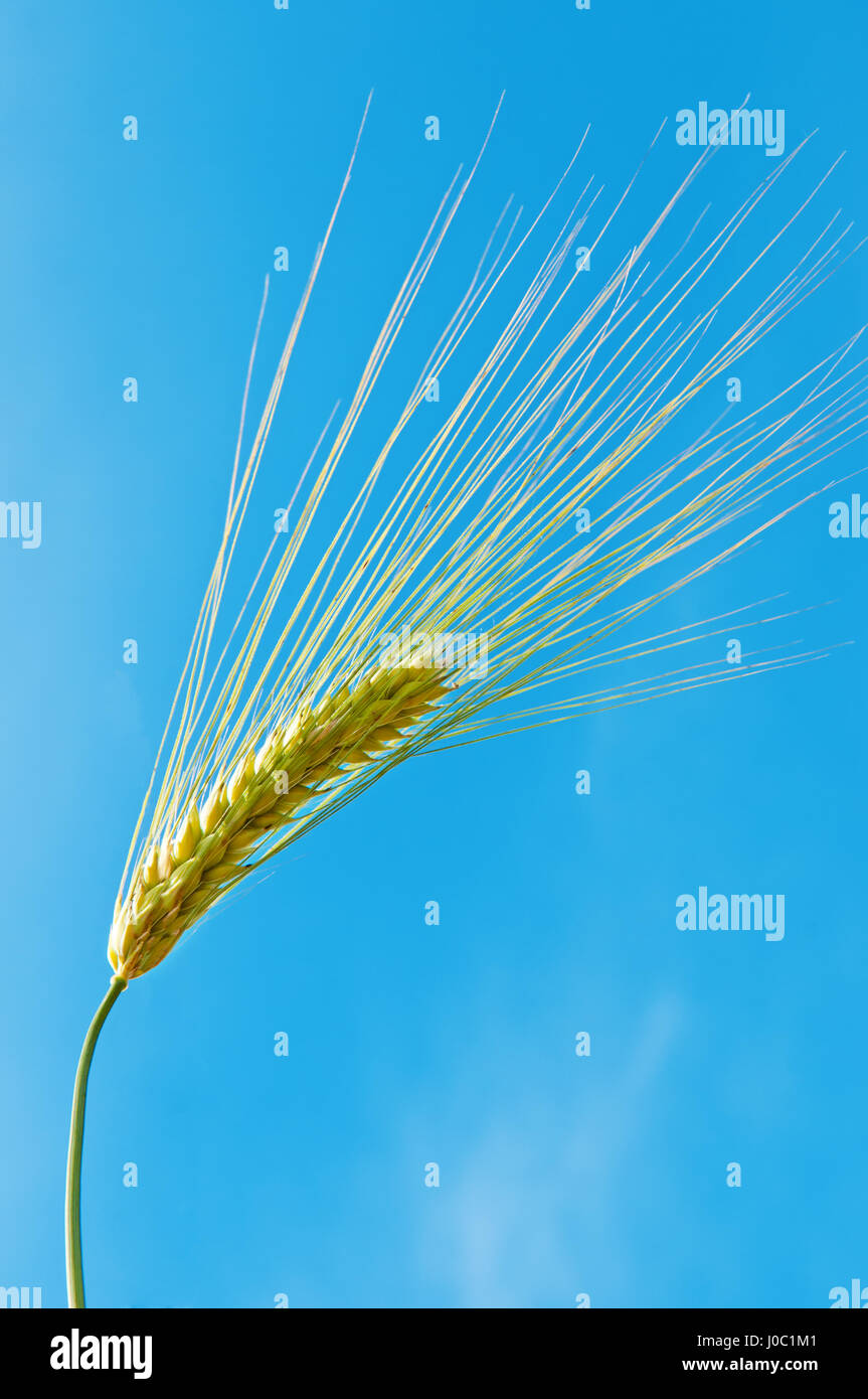 ear of wheat on a background of blue sky Stock Photo - Alamy