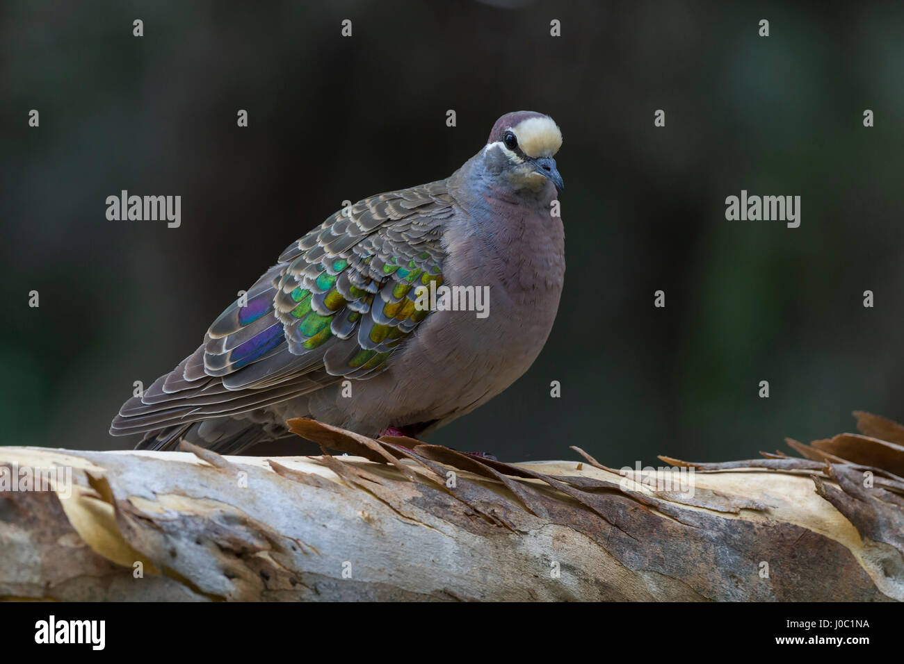 Common Bronzewing. Phaps chalcoptera. Wattle Grove, Peth, Western Australia. Stock Photo