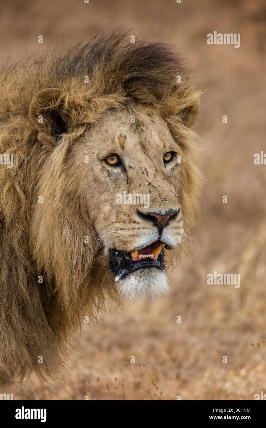 African lion (Panthera leo), Ngorongoro National Park, Tanzania Stock Photo