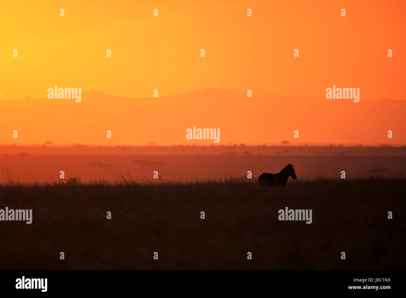 Burchell's zebra at sunrise (Equus quagga), Serengeti National Park, Tanzania Stock Photo