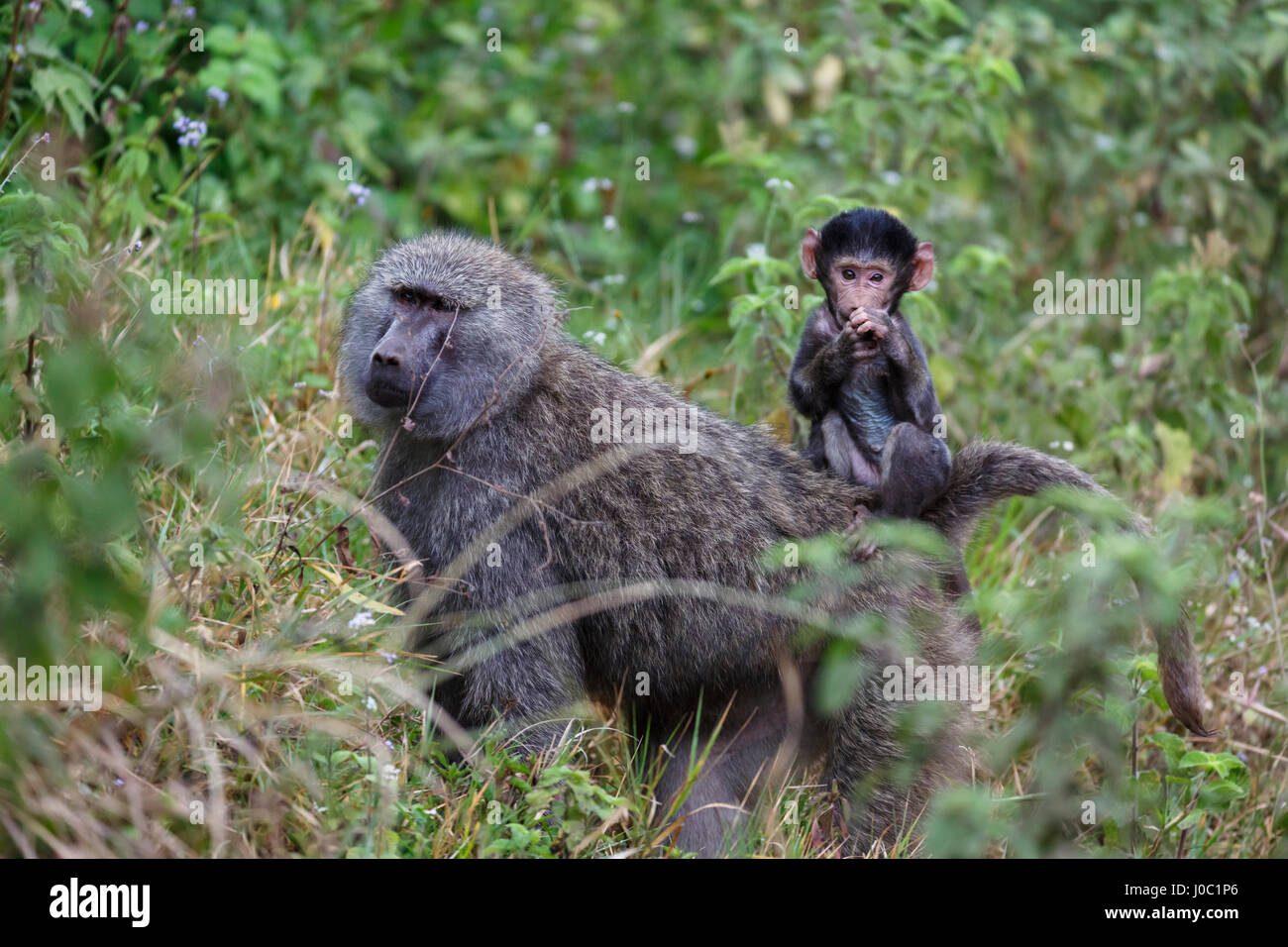 Olive baboon with baby on back (Papio anubis), Arusha National Park, Tanzania Stock Photo