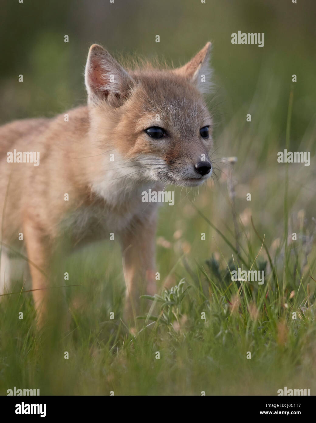 Swift fox (Vulpes velox) kit, Pawnee National Grassland, Colorado, USA Stock Photo