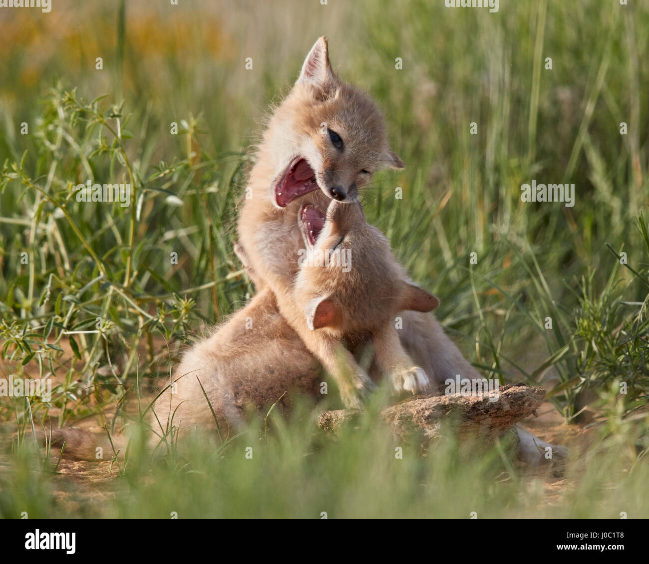 Swift fox (Vulpes velox) kits playing, Pawnee National Grassland, Colorado, USA Stock Photo