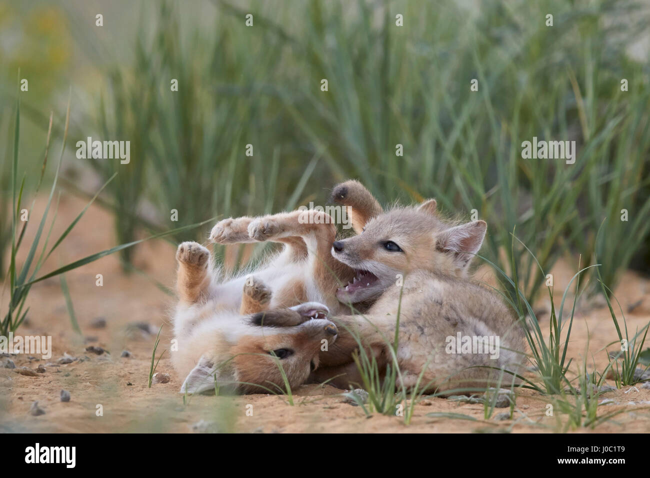 Swift fox (Vulpes velox) kits playing, Pawnee National Grassland, Colorado, USA Stock Photo