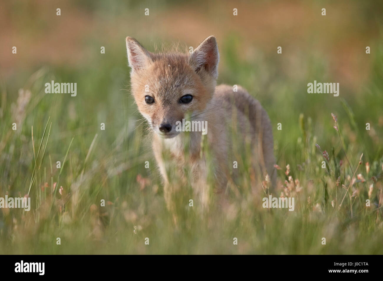 Swift fox (Vulpes velox) kit, Pawnee National Grassland, Colorado, USA Stock Photo