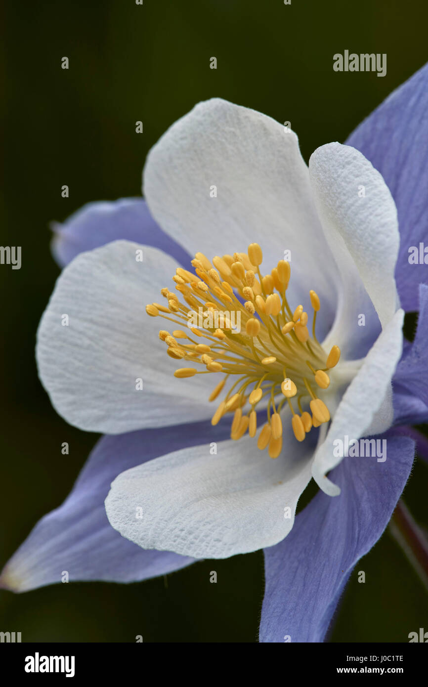 Blue columbine (Colorado columbine) (Aquilegia coerulea), San Juan National Forest, Colorado, USA Stock Photo