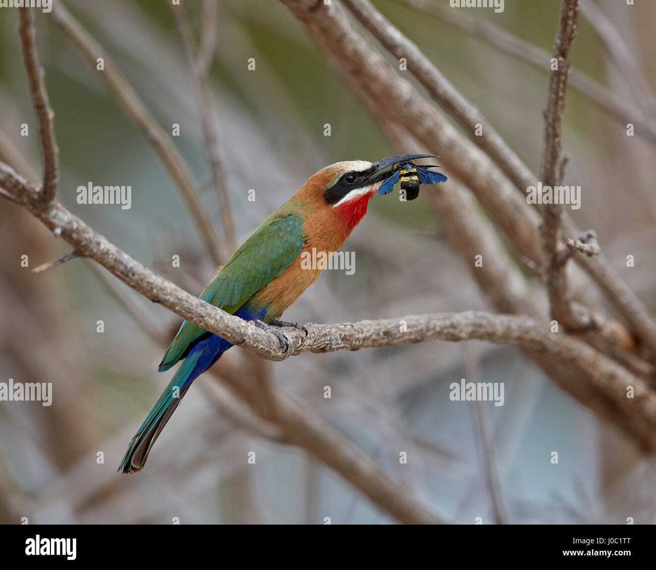 White-fronted bee-eater (Merops bullockoides) with a bee, Selous Game Reserve, Tanzania Stock Photo