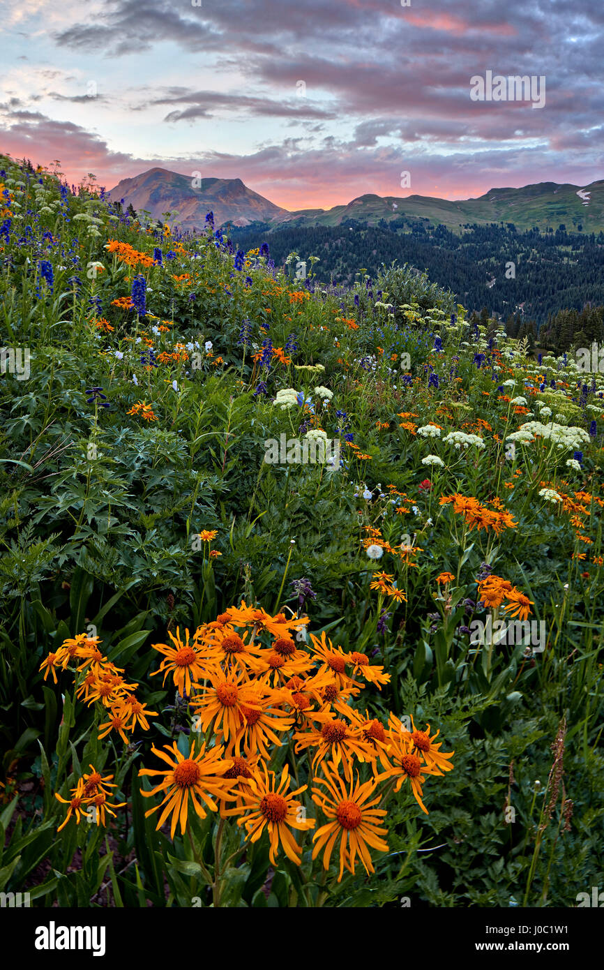 Alpine meadow with orange sneezeweed and other wildflowers, San Juan National Forest, Colorado, USA Stock Photo
