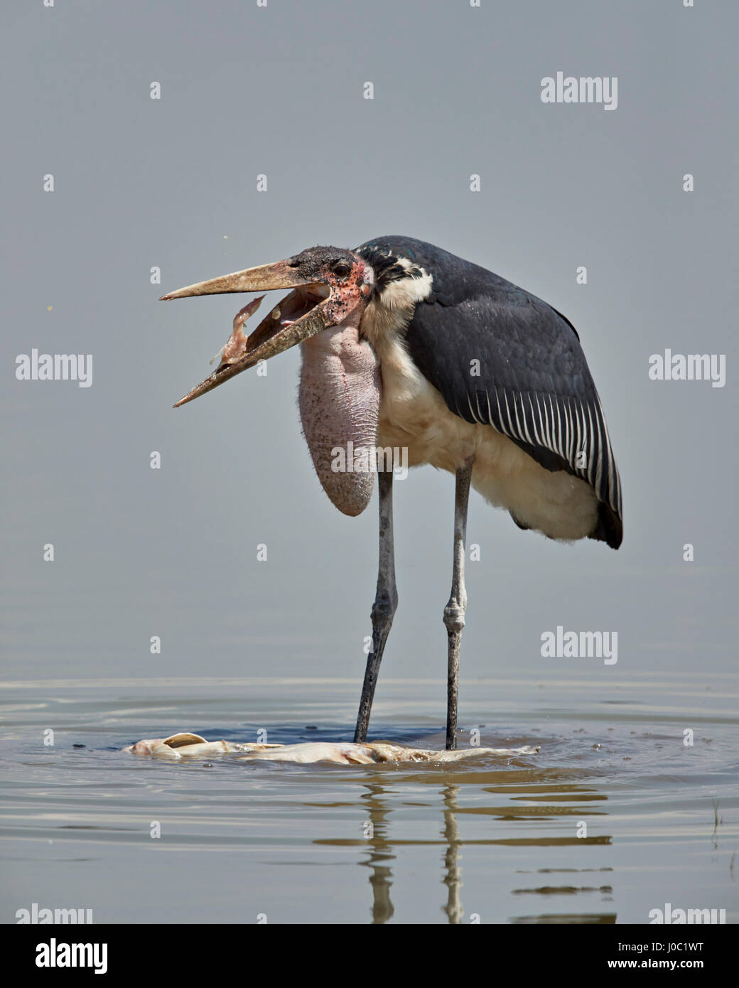 Marabou stork (Leptoptilos crumeniferus) feeding on a vundu (big catfish), Selous Game Reserve, Tanzania Stock Photo
