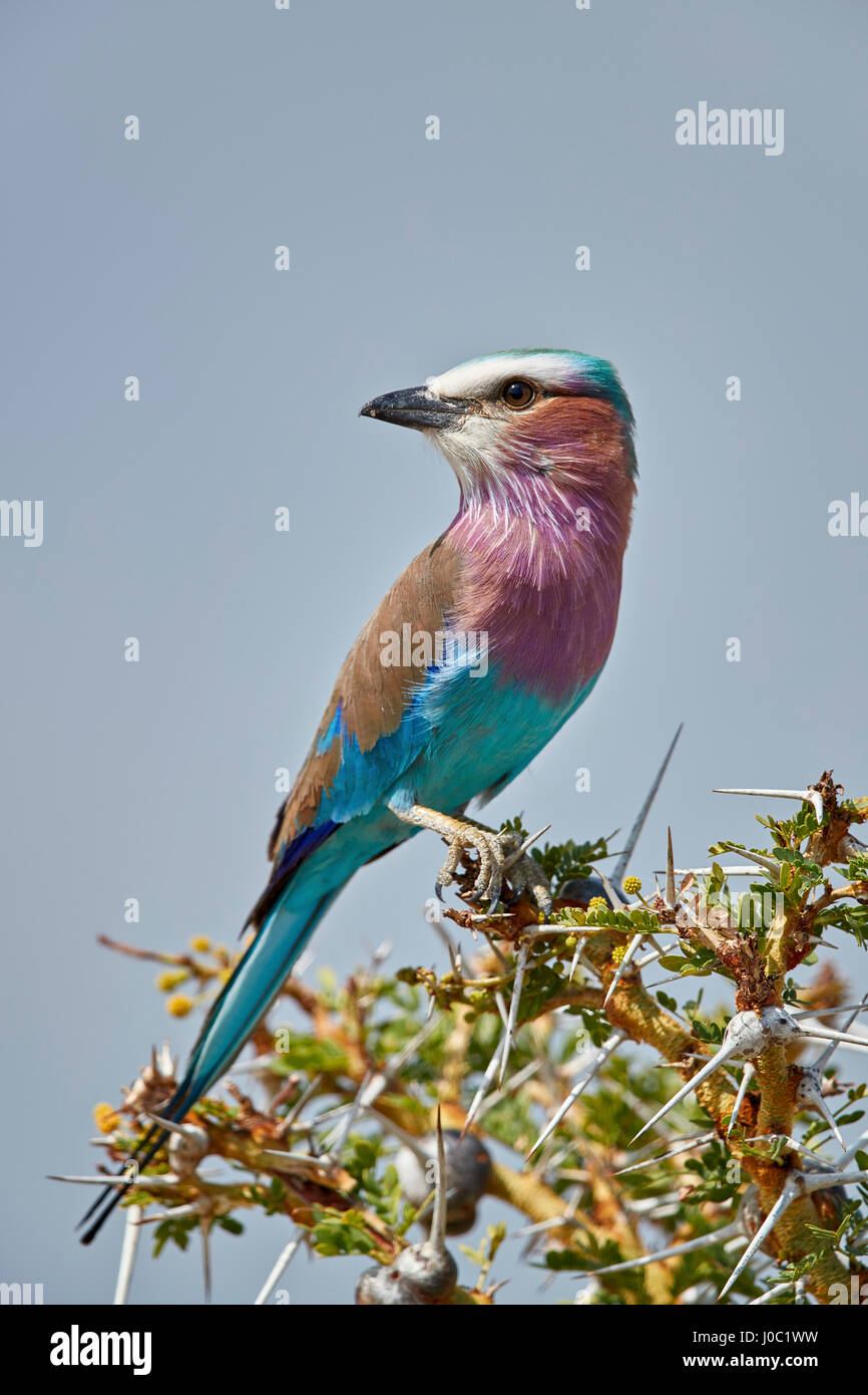 Racket-tailed roller (Coracias spatulata), Selous Game Reserve, Tanzania Stock Photo