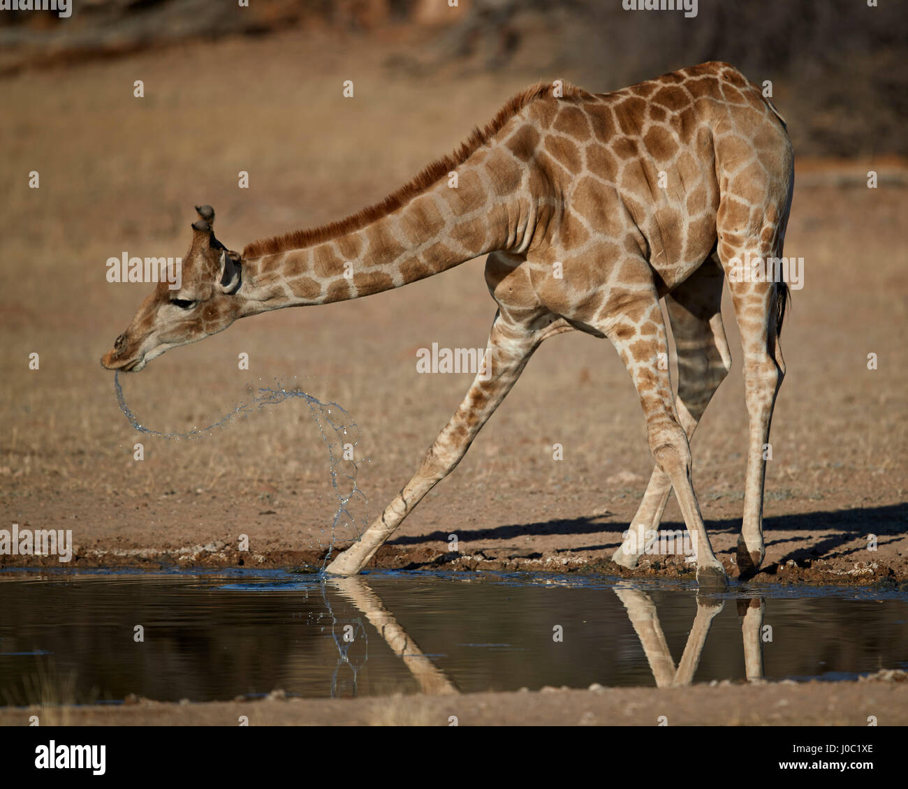 Cape giraffe drinking, Kgalagadi Transfrontier Park, encompassing the former Kalahari Gemsbok National Park Stock Photo