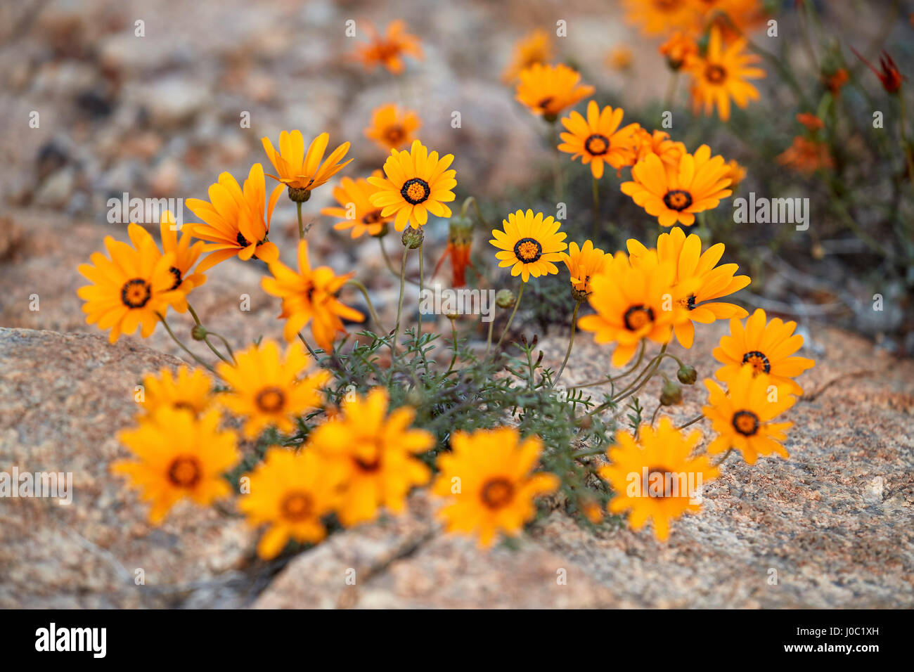 Namaqualand daisy (Jakkalsblom) (Dimorphotheca sinuata), Namakwa, Namaqualand Stock Photo
