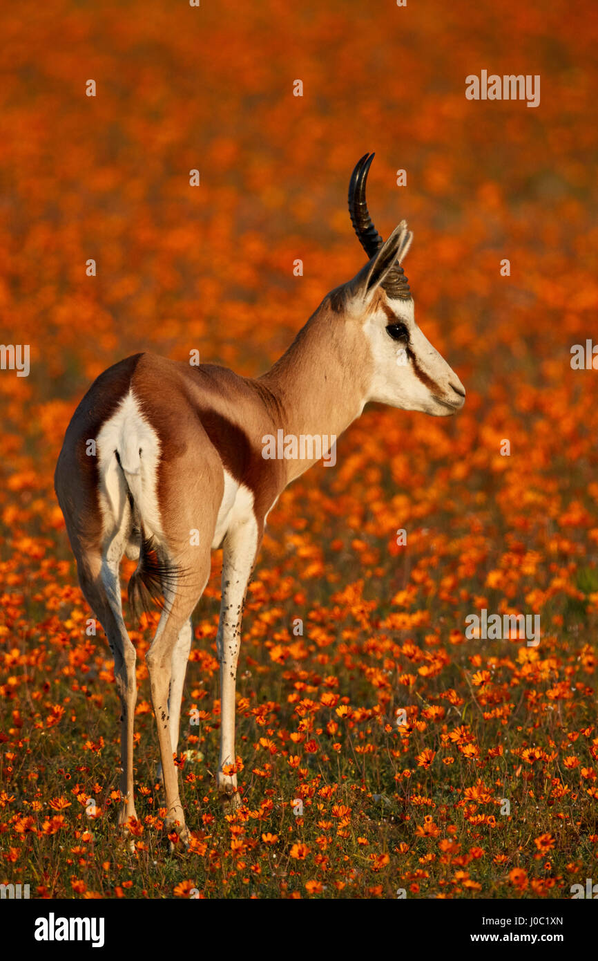 Springbok (Antidorcas marsupialis) among orange wildflowers and glossy-eyed mountain daisies, Namaqualand Stock Photo