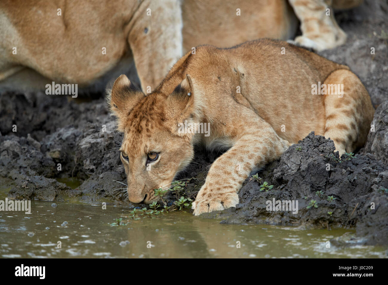 Lion (Panthera leo) cub drinking, Selous Game Reserve, Tanzania Stock Photo