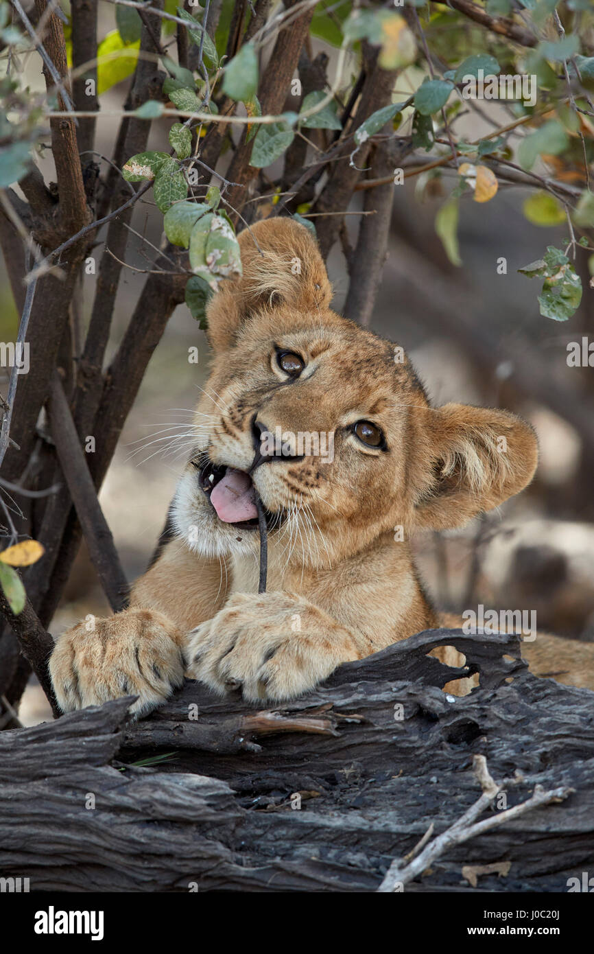 Lion (Panthera leo) cub playing with a branch, Selous Game Reserve, Tanzania Stock Photo