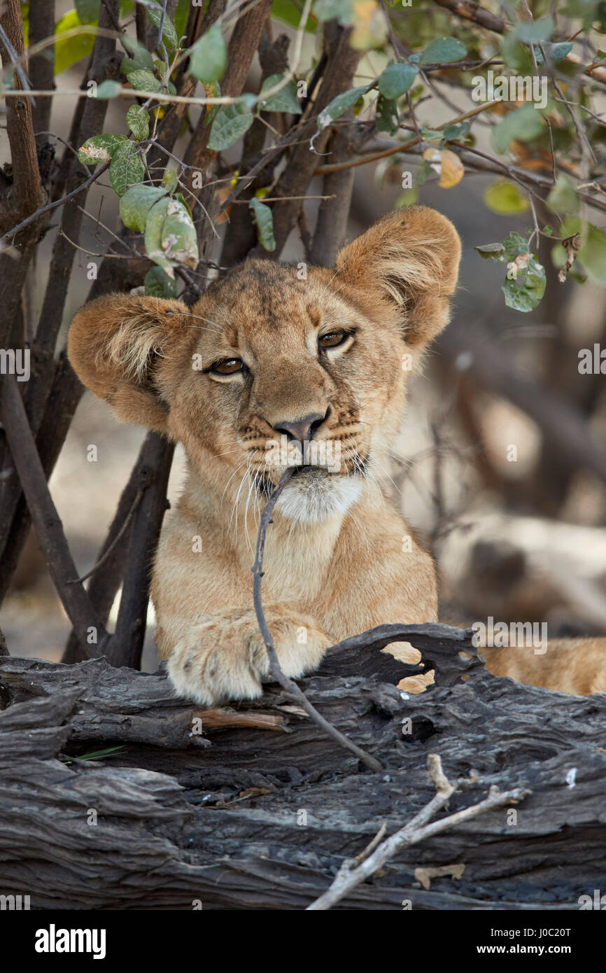 Lion (Panthera leo) cub playing with a branch, Selous Game Reserve, Tanzania Stock Photo