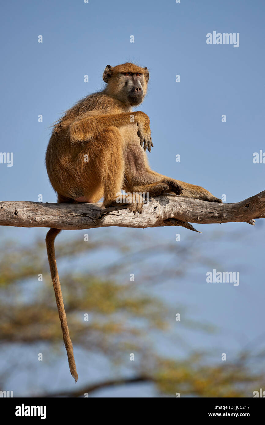 Yellow baboon (Papio cynocephalus), Selous Game Reserve, Tanzania Stock Photo