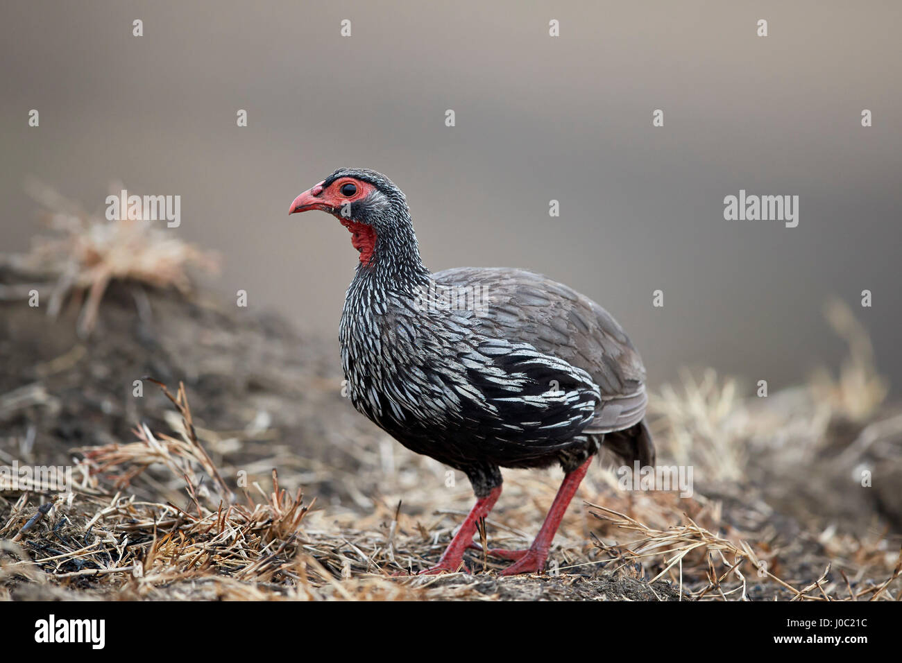 Red-necked spurfowl (red-necked francolin) (Francolinus afer) (Pternistes afer), Mikumi National Park, Tanzania Stock Photo