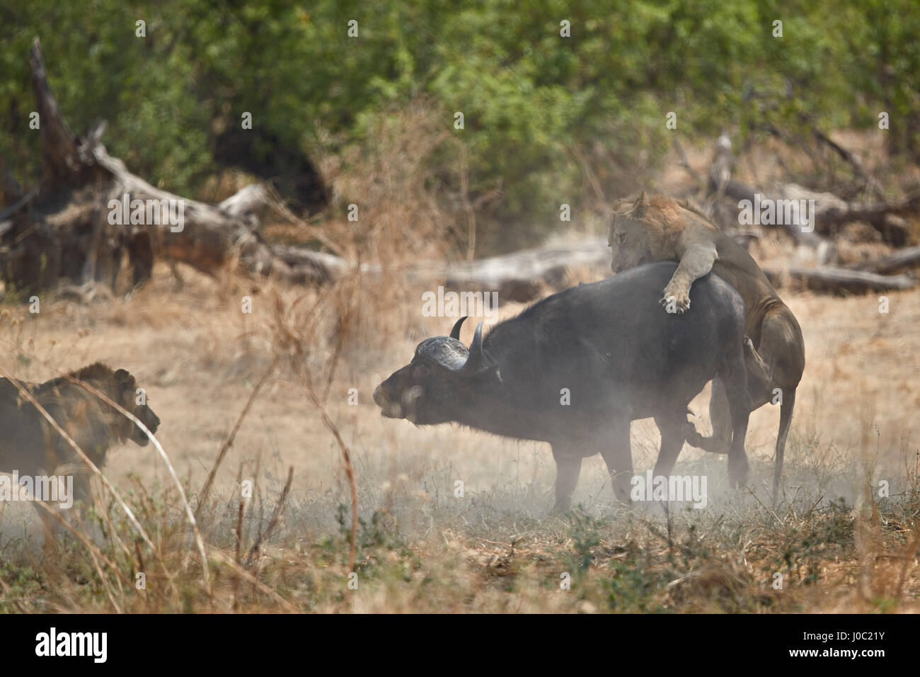 Two male lion (Panthera leo) attacking a Cape Buffalo (African Buffalo) (Syncerus caffer), Ruaha National Park, Tanzania Stock Photo