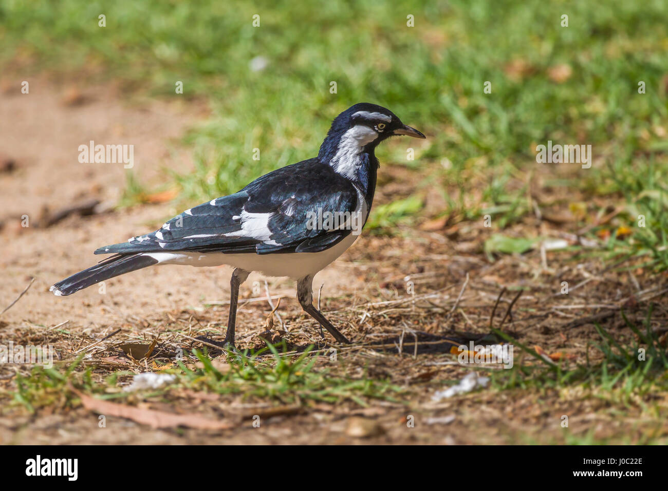 Magpie-Lark. Grallina cyanoleuca, Wattle Grove, Peth, Western Australia. Stock Photo