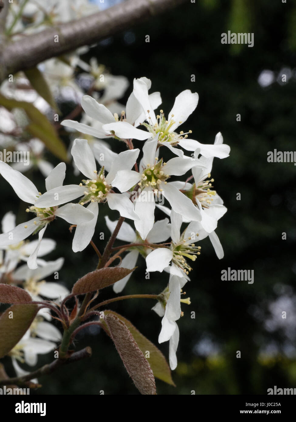 Close up of the flowers of Amelanchier lamarckii Stock Photo