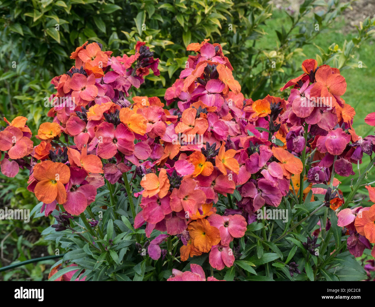 Close up of the flowers of Erysimum Winter Orchid Stock Photo