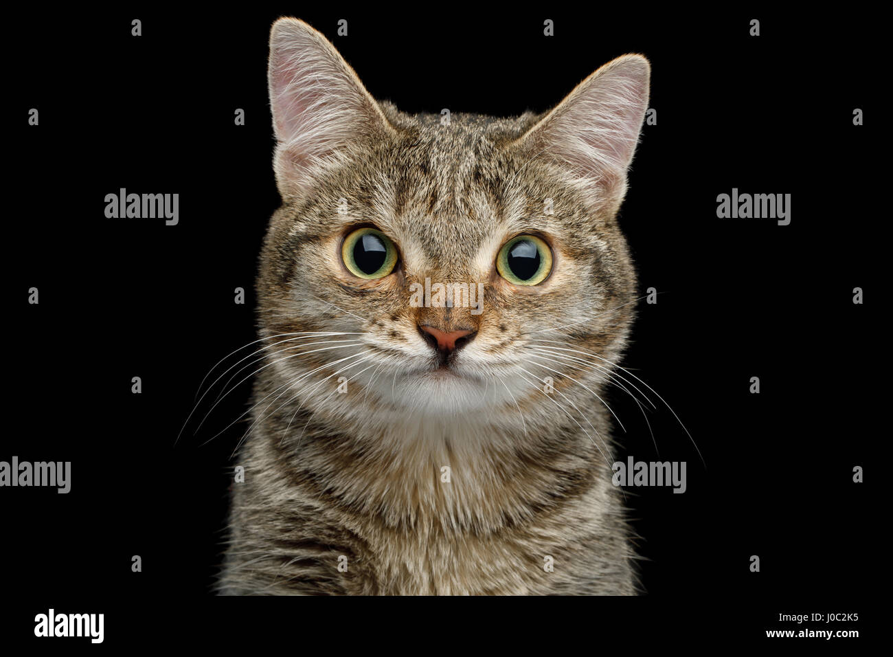 Portrait of Unusual Cat with wide nose, Looking in Camera on Isolated Black background, front view Stock Photo
