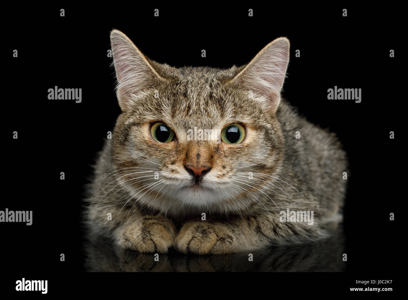 Unusual Cat with wide nose, stare suspects and lying on Isolated Black background, front view Stock Photo