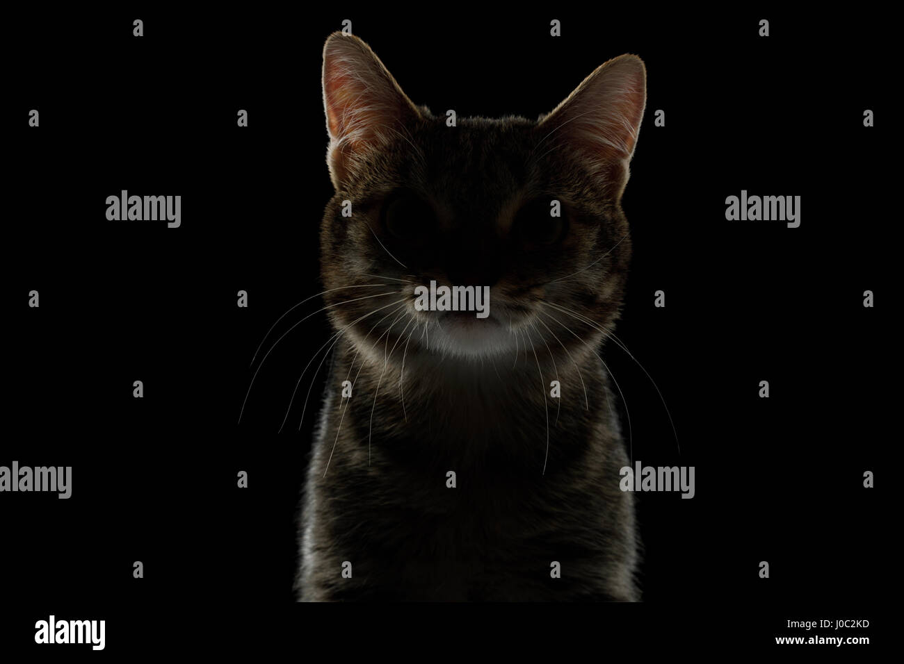 Portrait of Silhouette of Cat in dark on Isolated Black background ...