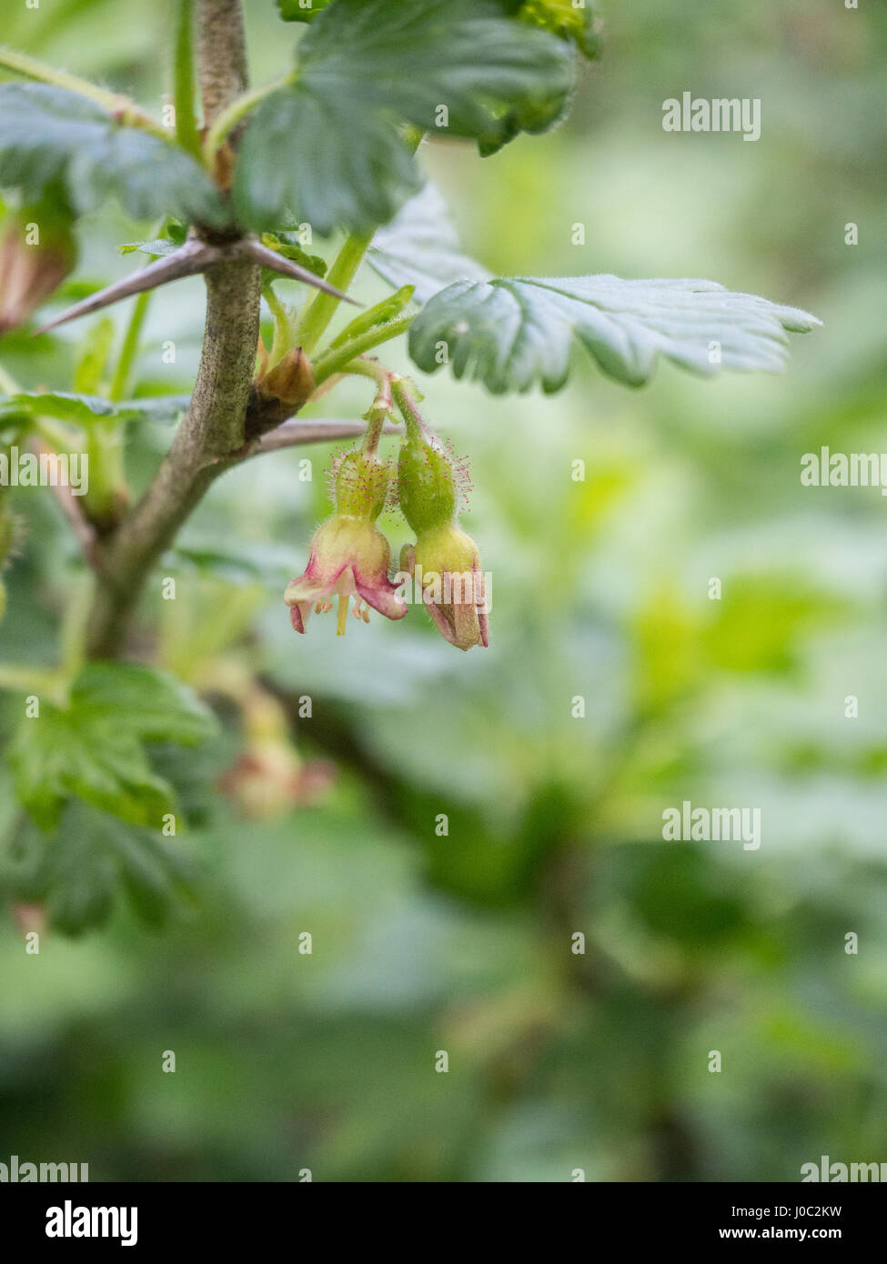 Close up of a gooseberry flower Stock Photo