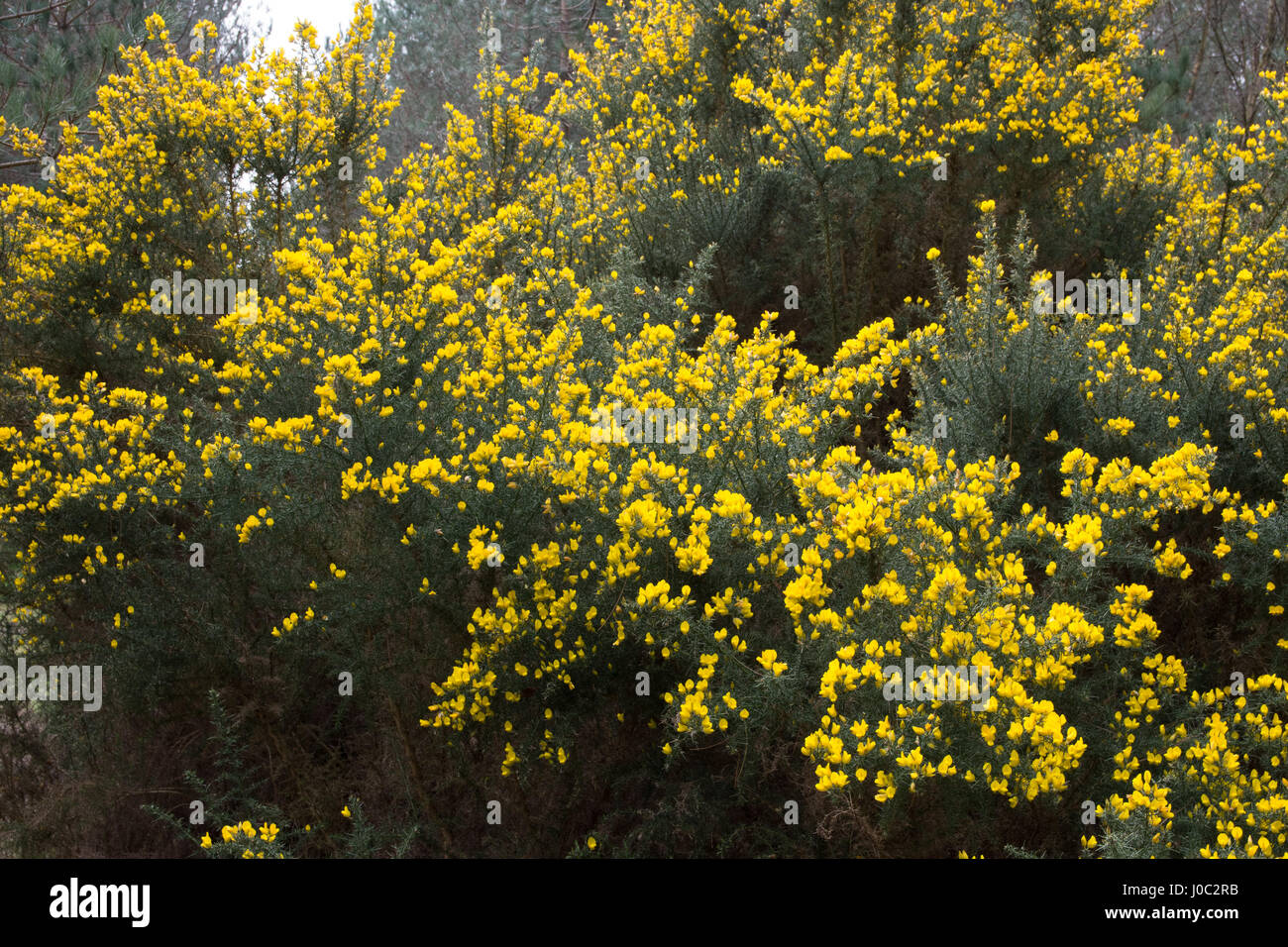 Flowering gorse bushes in a woodland Stock Photo Alamy