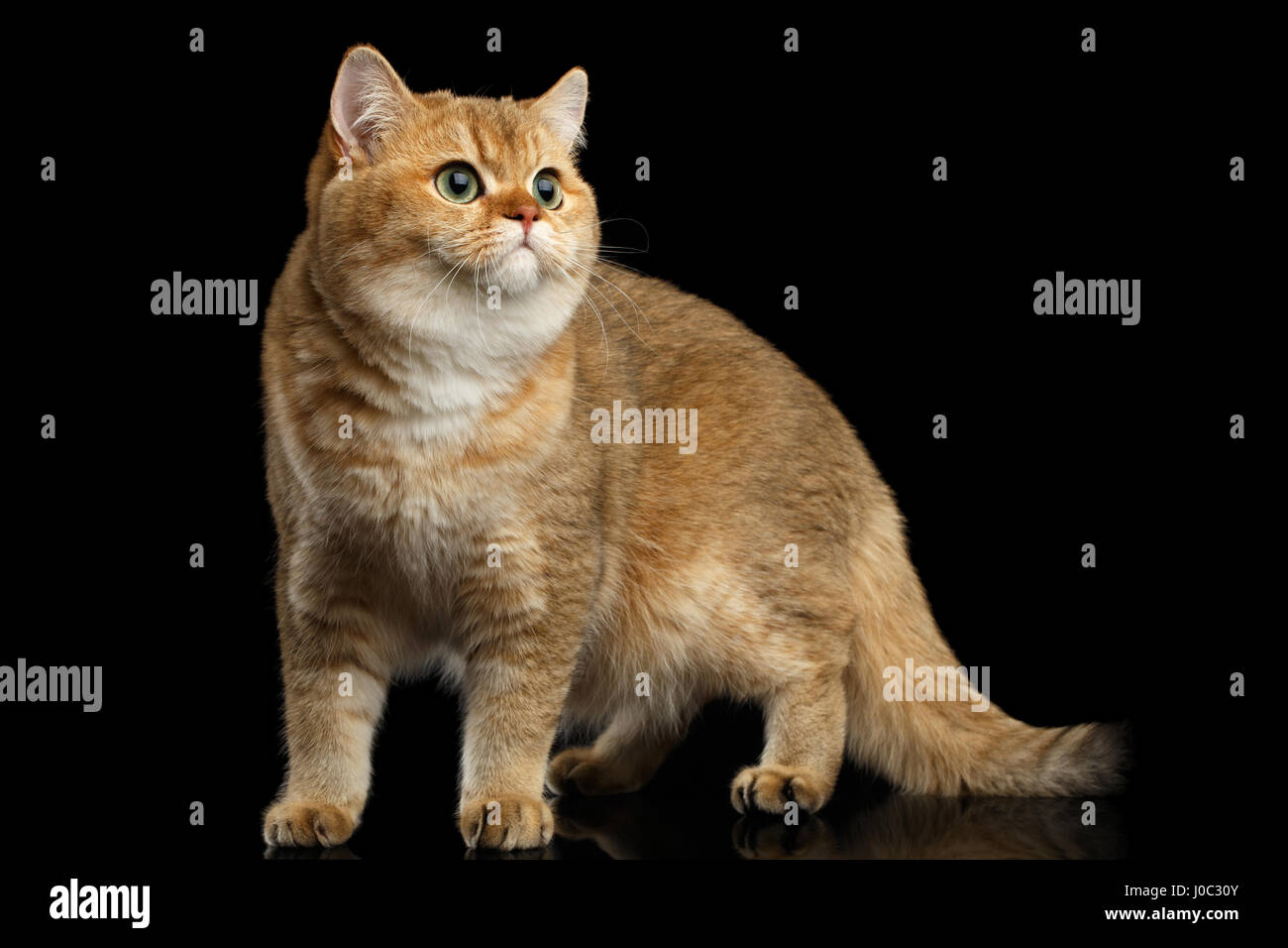 Golden Chinchilla cat: description of the breed, character, characteristics of care and maintenance 93 Golden Chinchilla cat: description of the breed, character, characteristics of care and maintenance 66