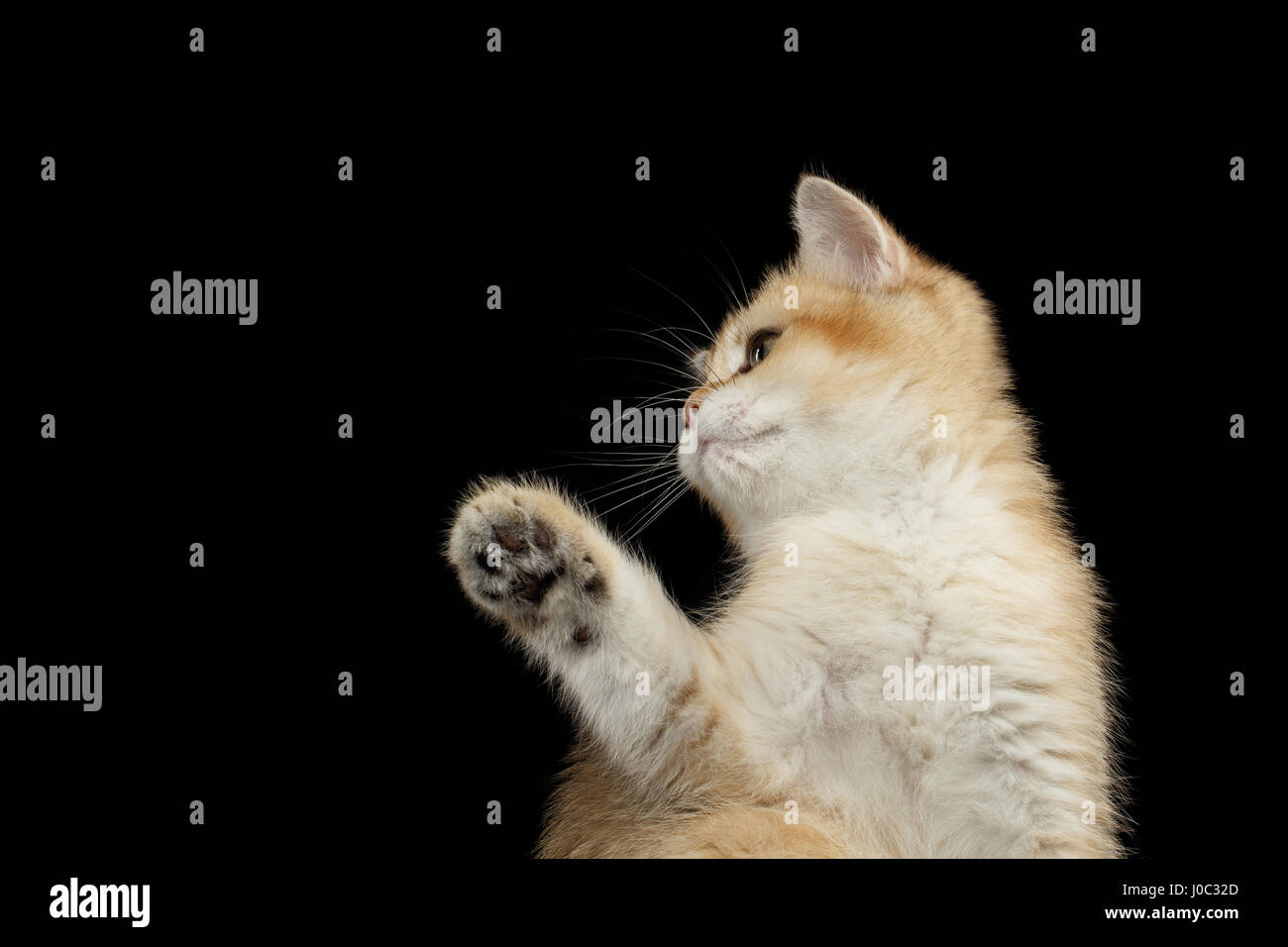 Close-up British Kitten Red Fur and Green eyes Plays with paw and Looks curious on Isolated Black Background, profile view Stock Photo