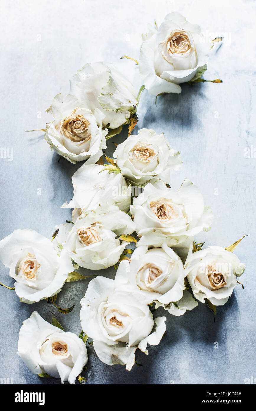 White rose heads, wilted, elevated view Stock Photo Alamy