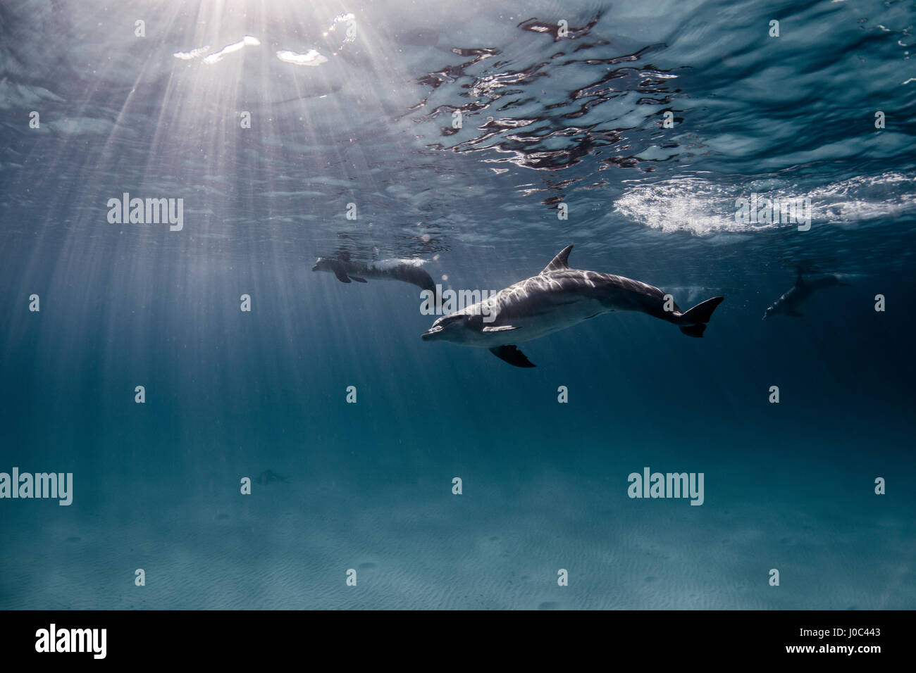 Underwater view of dolphins swimming near surface Stock Photo