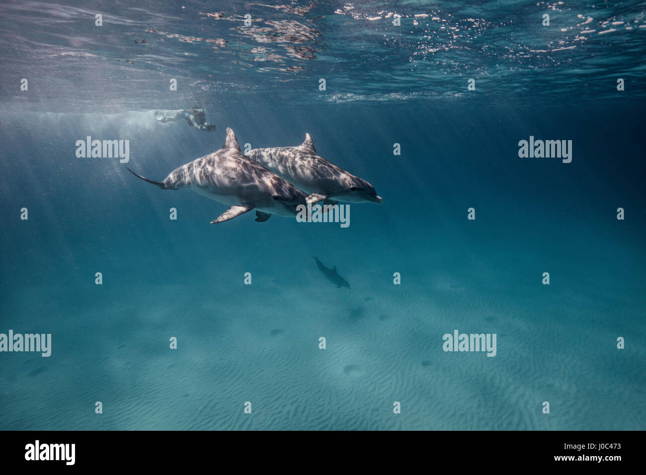 Underwater view of scuba diver following dolphins Stock Photo